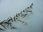 Hygrophila didynama