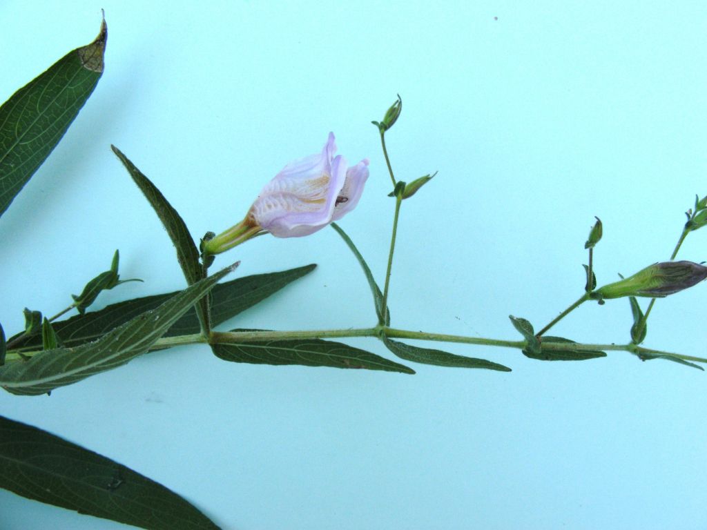 Hygrophila didynama Hygrophila didynama