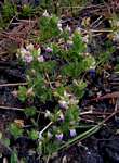 Hygrophila pilosa