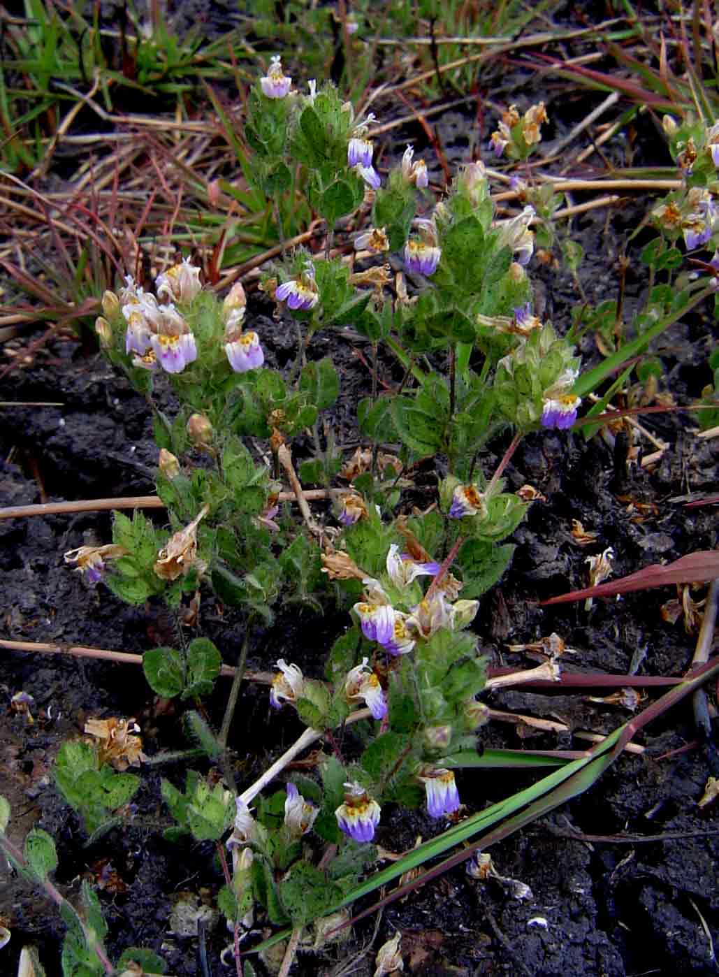 Hygrophila pilosa Hygrophila pilosa
