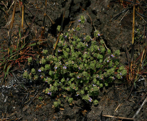 Hygrophila pilosa Hygrophila pilosa