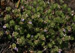 Hygrophila pilosa