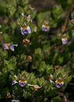 Hygrophila pilosa