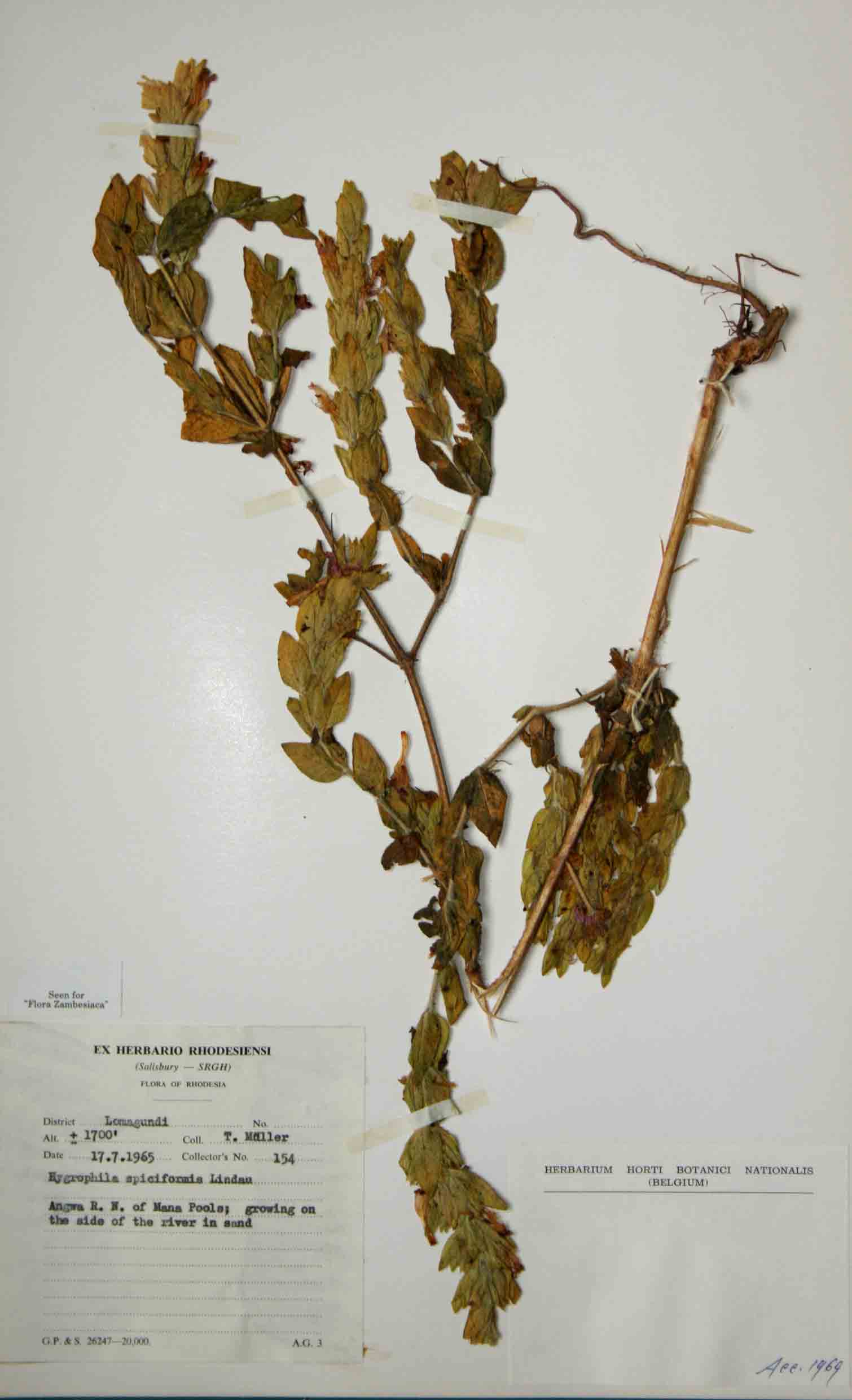 Hygrophila spiciformis