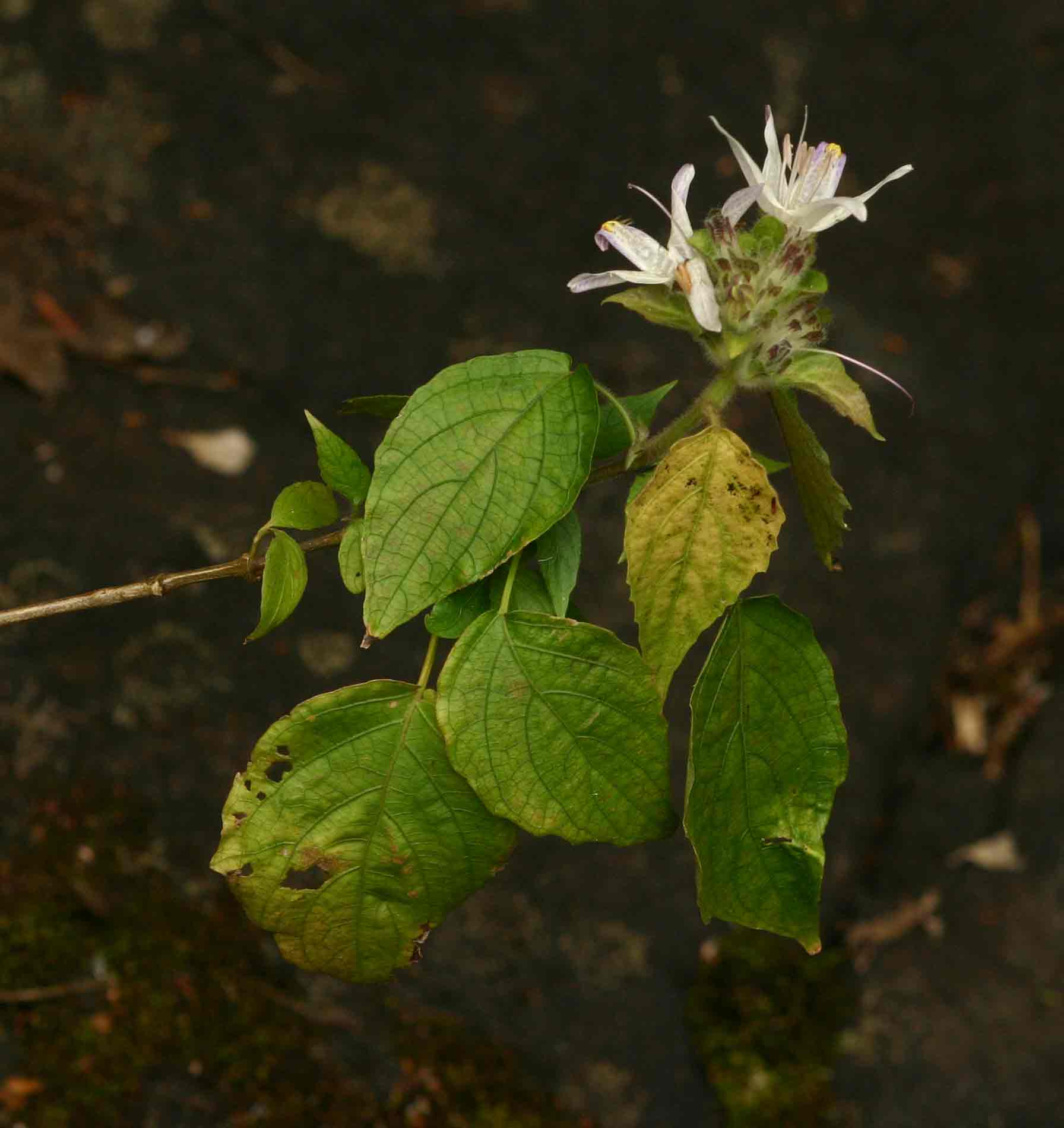 Mellera lobulata