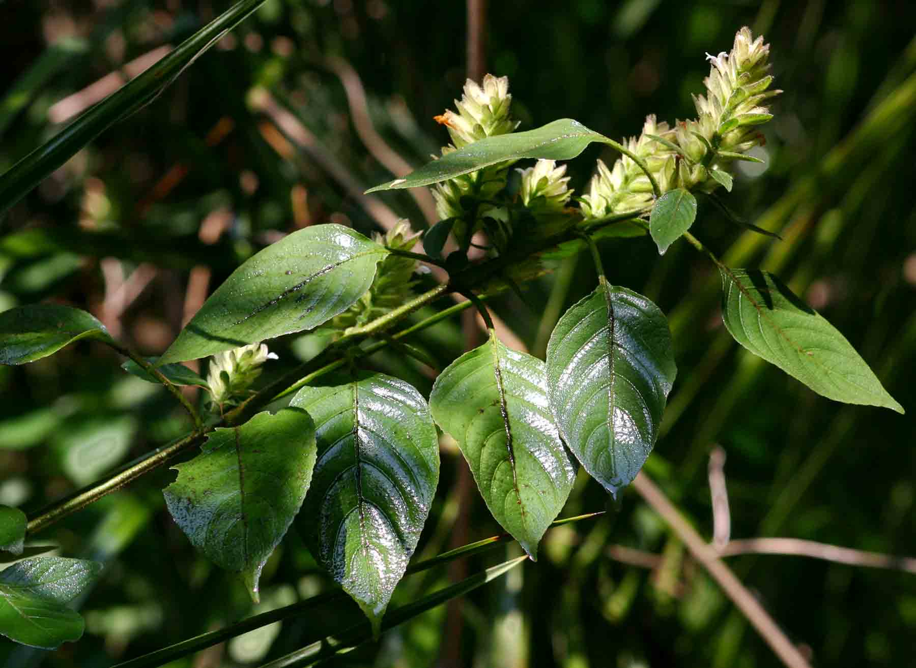 Phaulopsis imbricata subsp. imbricata