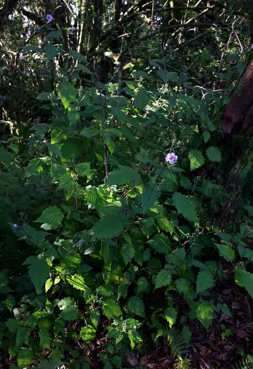 Mimulopsis solmsii