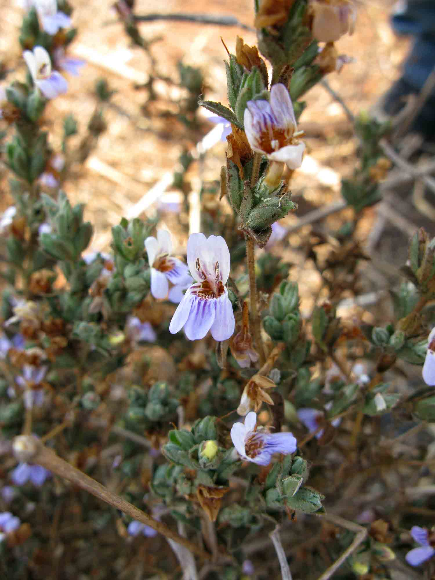 Duosperma quadrangulare Duosperma quadrangulare