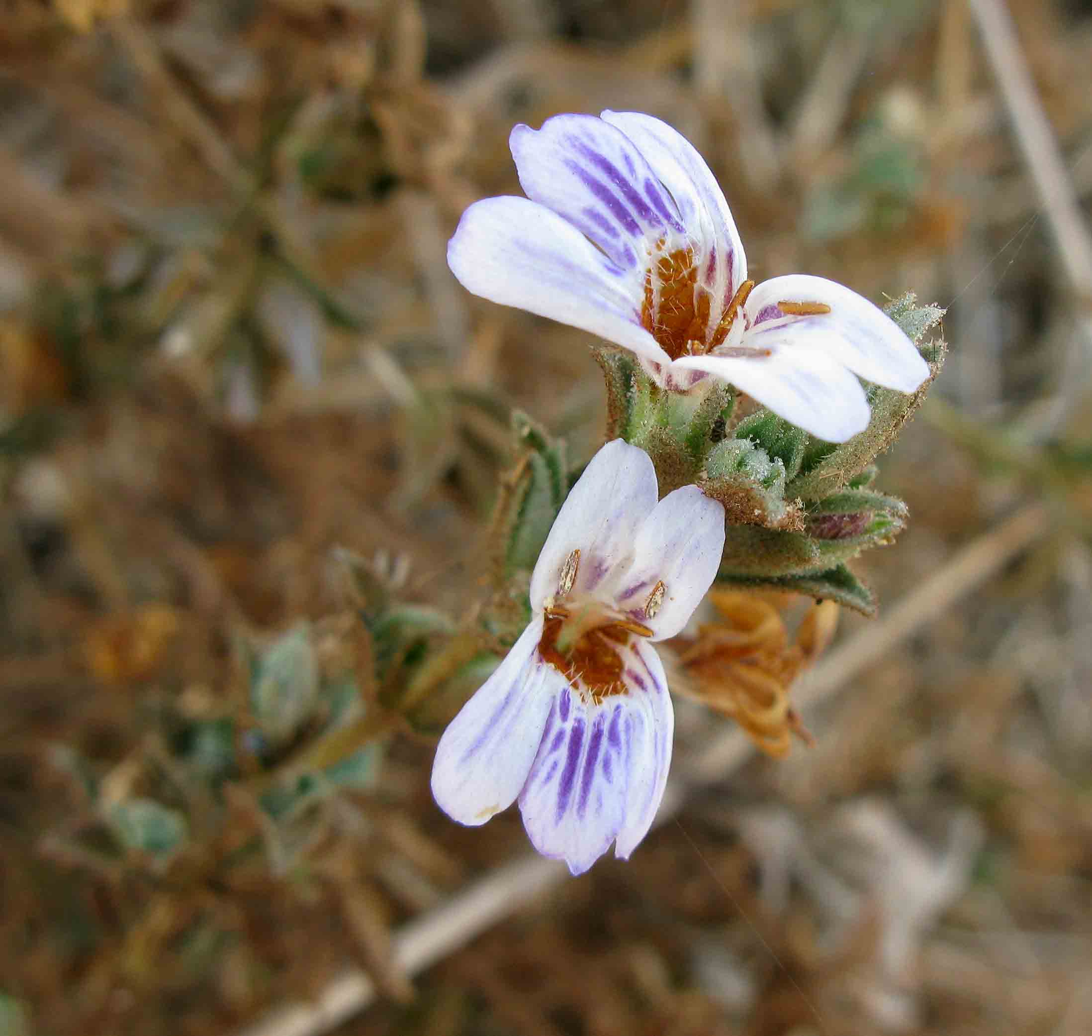 Duosperma quadrangulare Duosperma quadrangulare