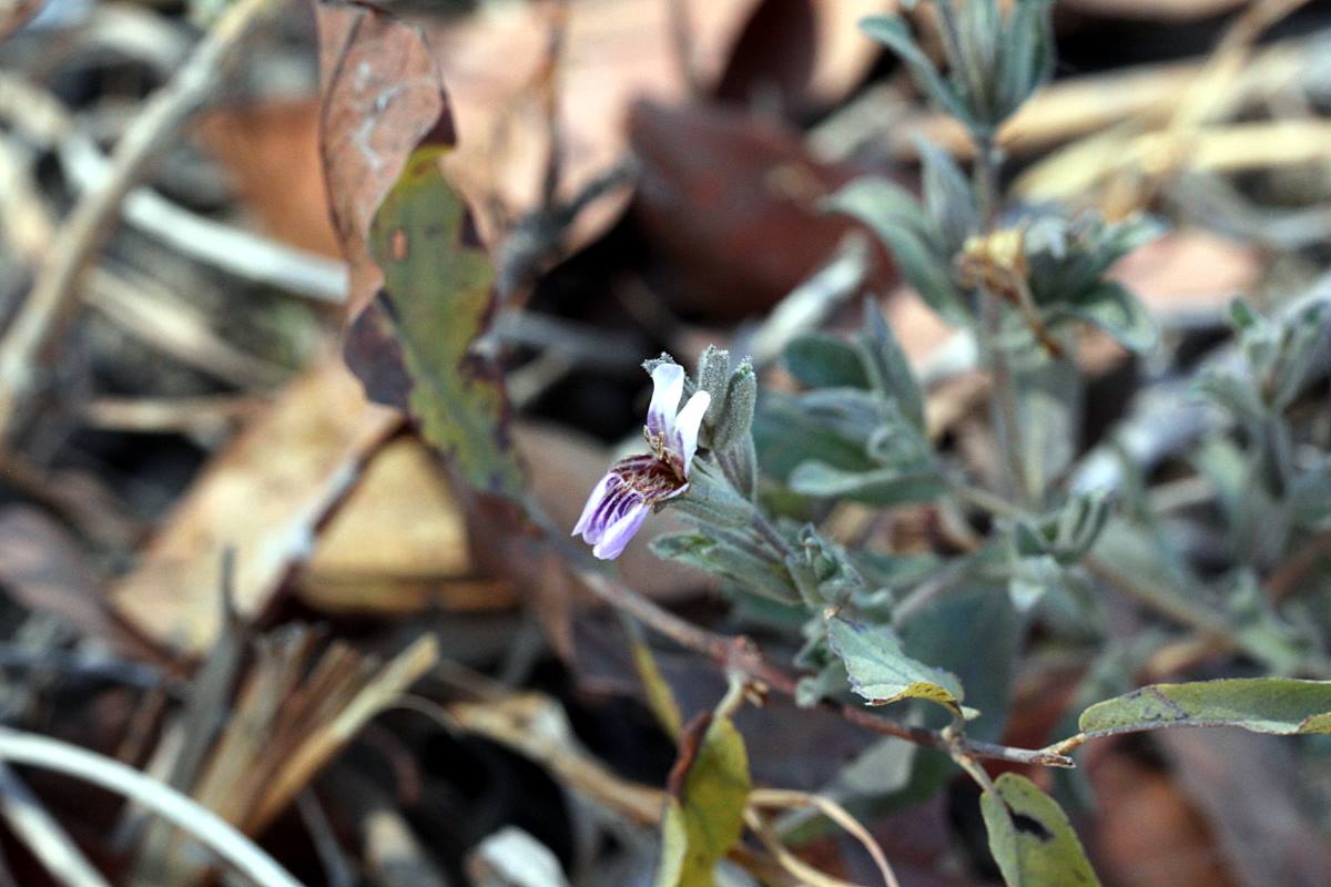 Duosperma quadrangulare Duosperma quadrangulare
