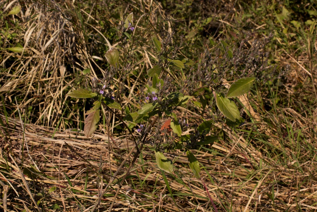 Duosperma quadrangulare Duosperma quadrangulare