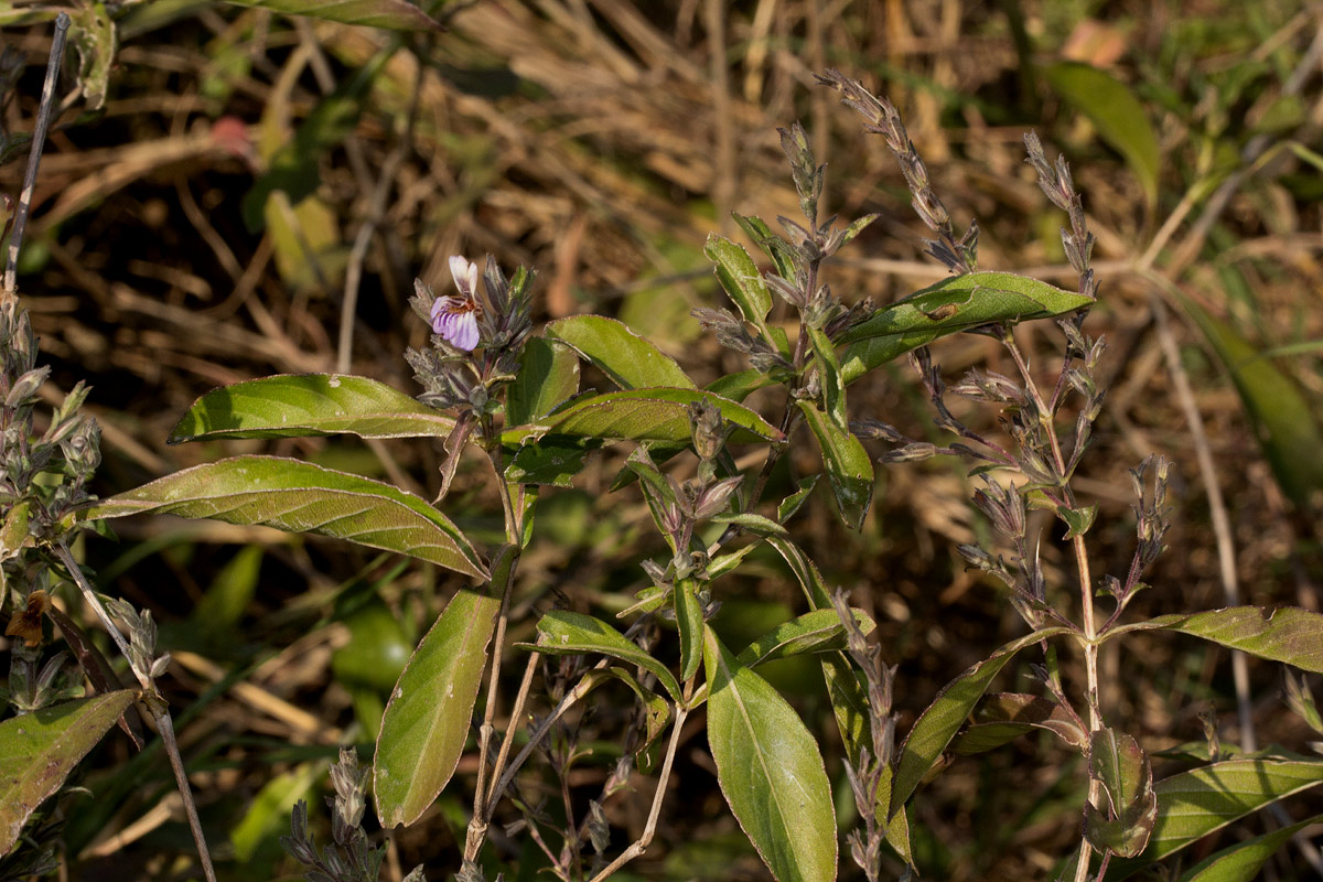 Duosperma quadrangulare Duosperma quadrangulare