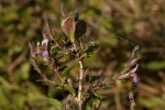 Duosperma quadrangulare