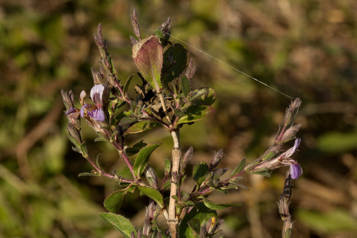 Duosperma quadrangulare Duosperma quadrangulare