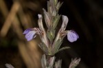 Duosperma quadrangulare