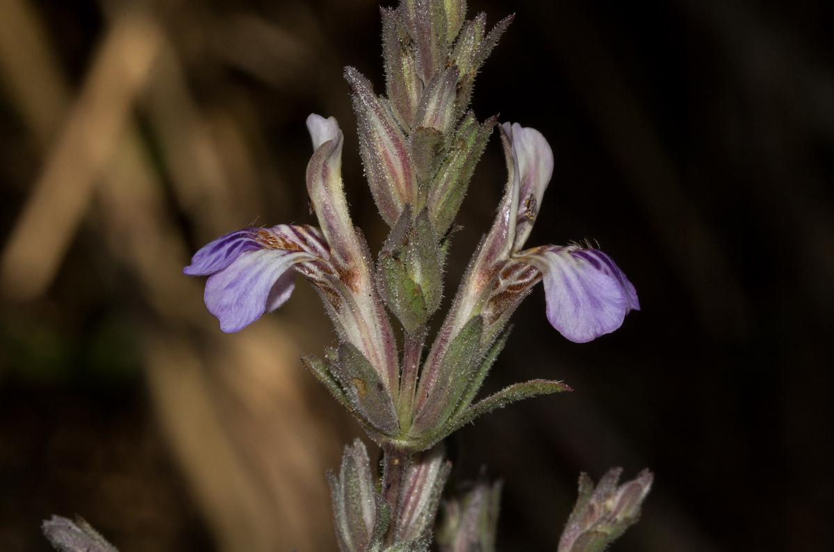 Duosperma quadrangulare Duosperma quadrangulare