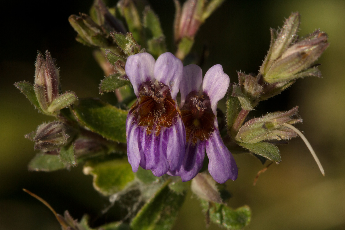 Duosperma quadrangulare Duosperma quadrangulare