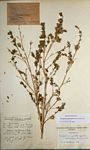 Duosperma quadrangulare