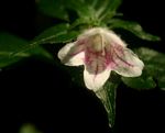 Acanthopale pubescens