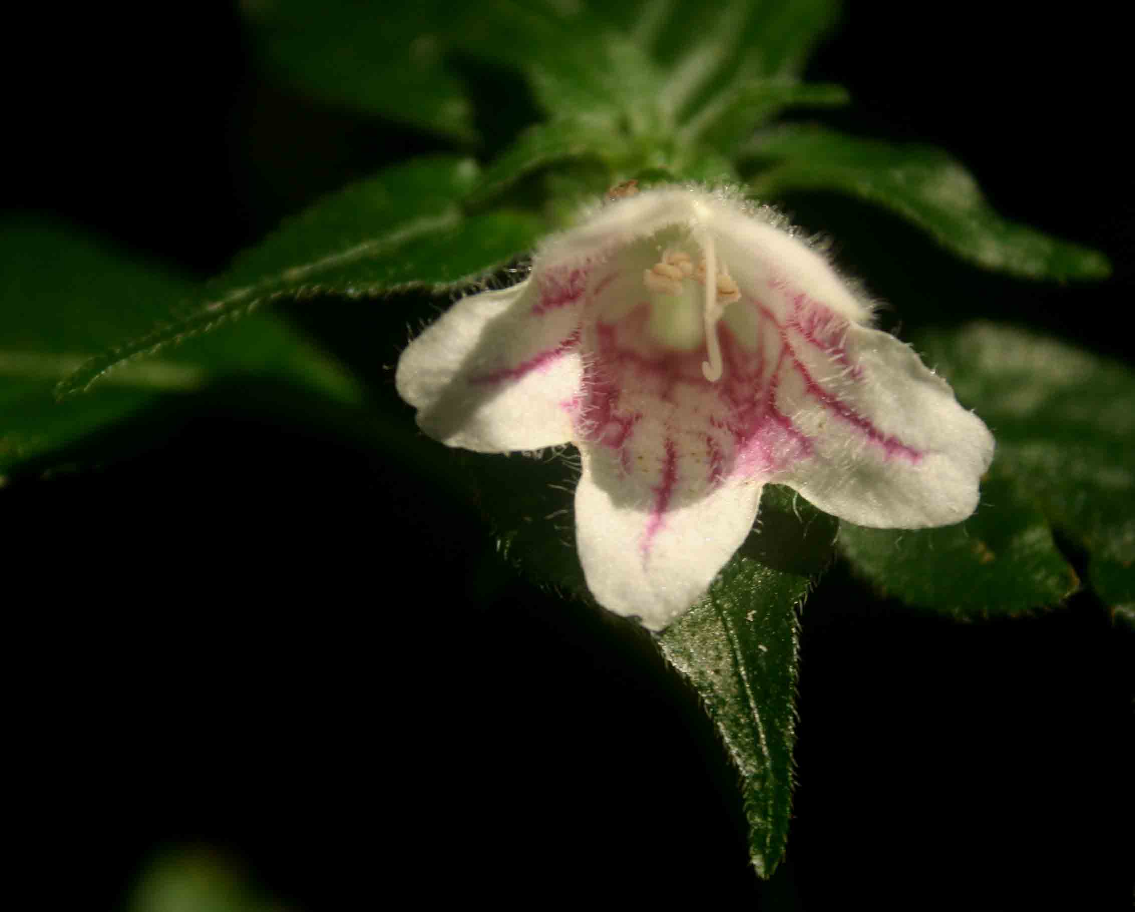 Acanthopale pubescens