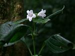 Acanthopale pubescens