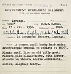 Strobilanthopsis linifolia