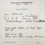 Strobilanthopsis linifolia