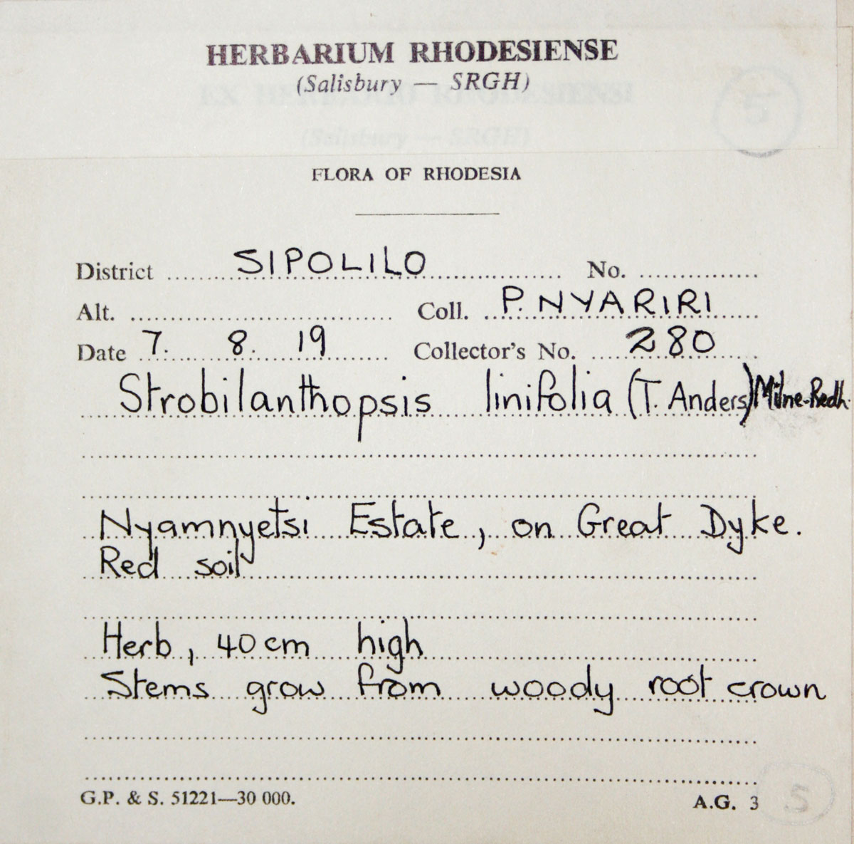 Strobilanthopsis linifolia