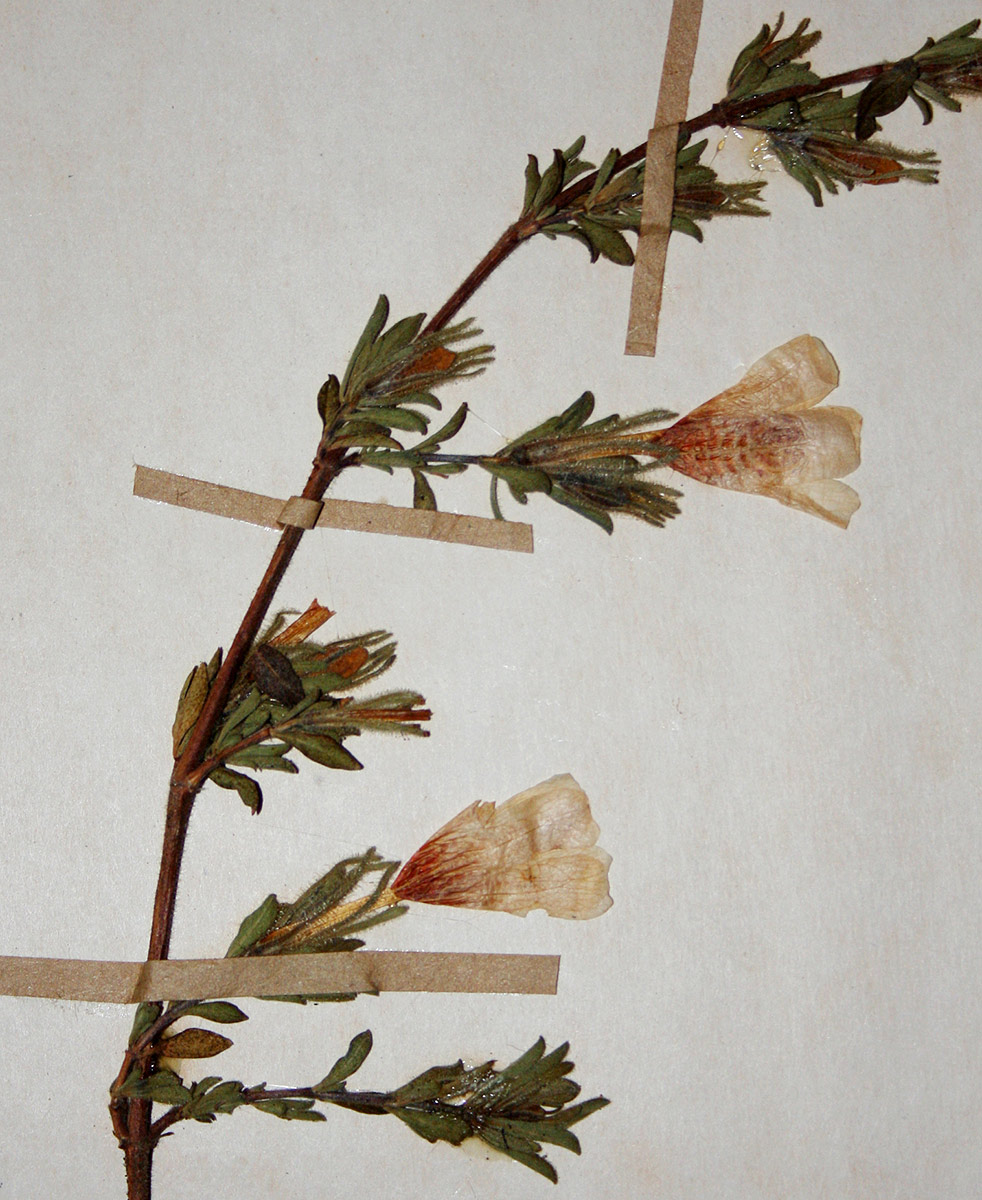 Strobilanthopsis linifolia