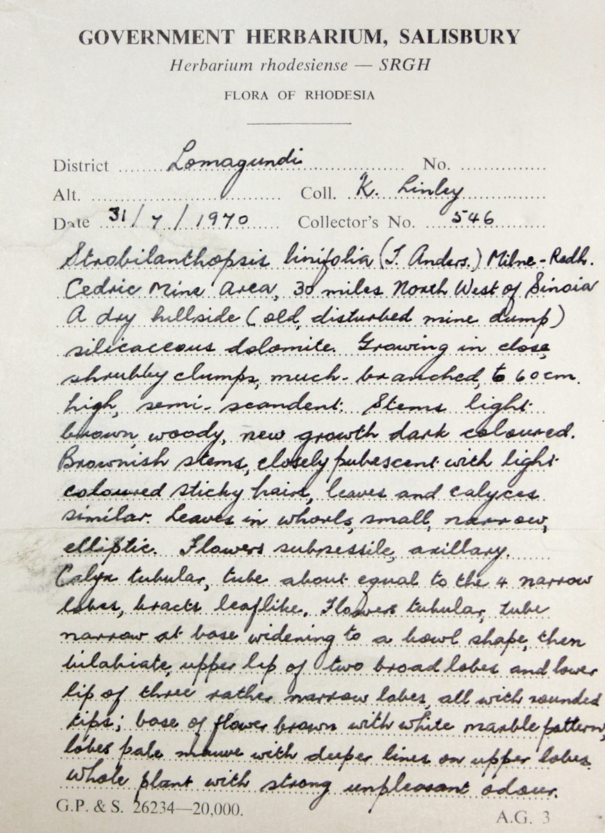 Strobilanthopsis linifolia