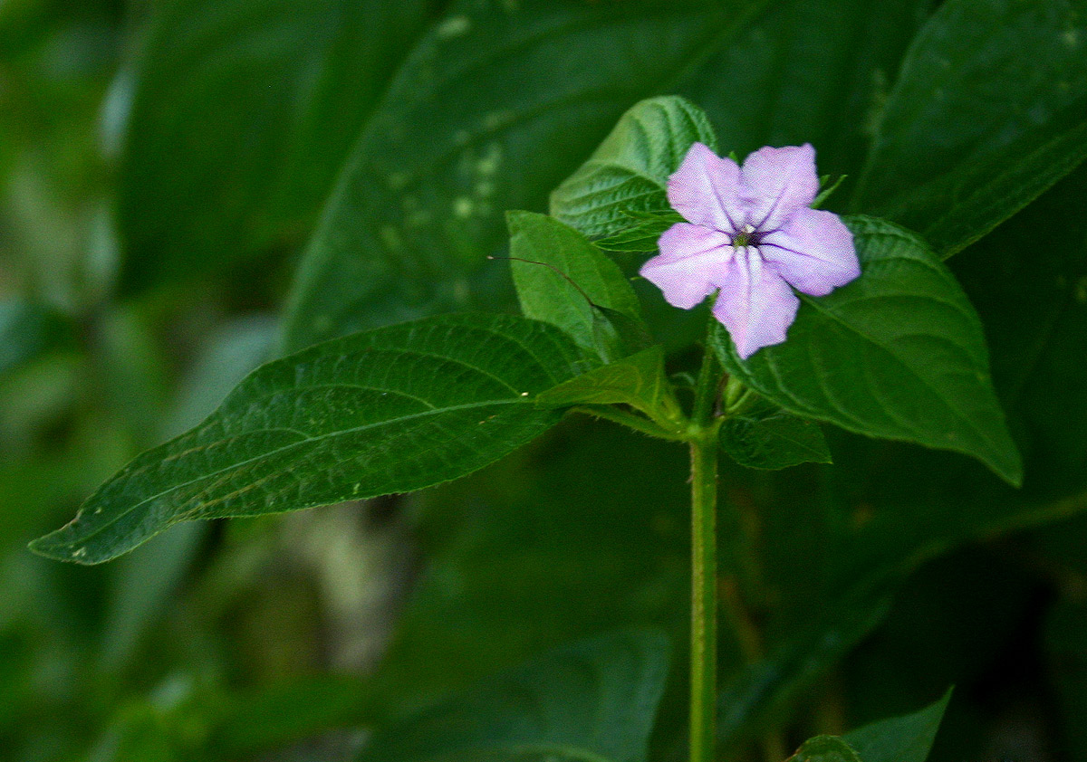 Ruellia prostrata Ruellia prostrata