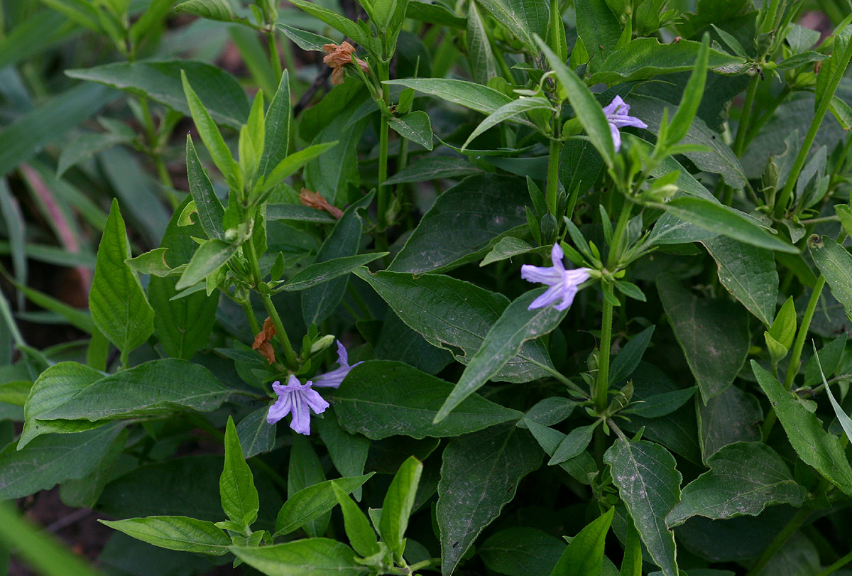 Ruellia prostrata Ruellia prostrata