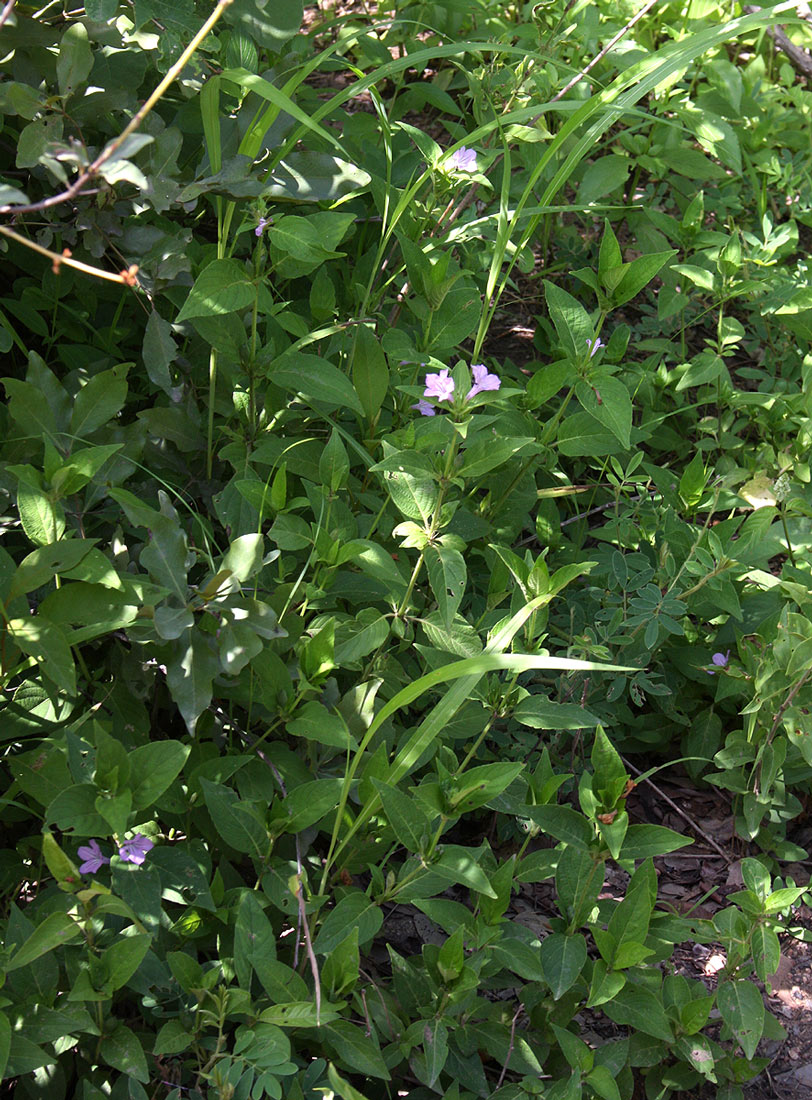 Ruellia prostrata Ruellia prostrata