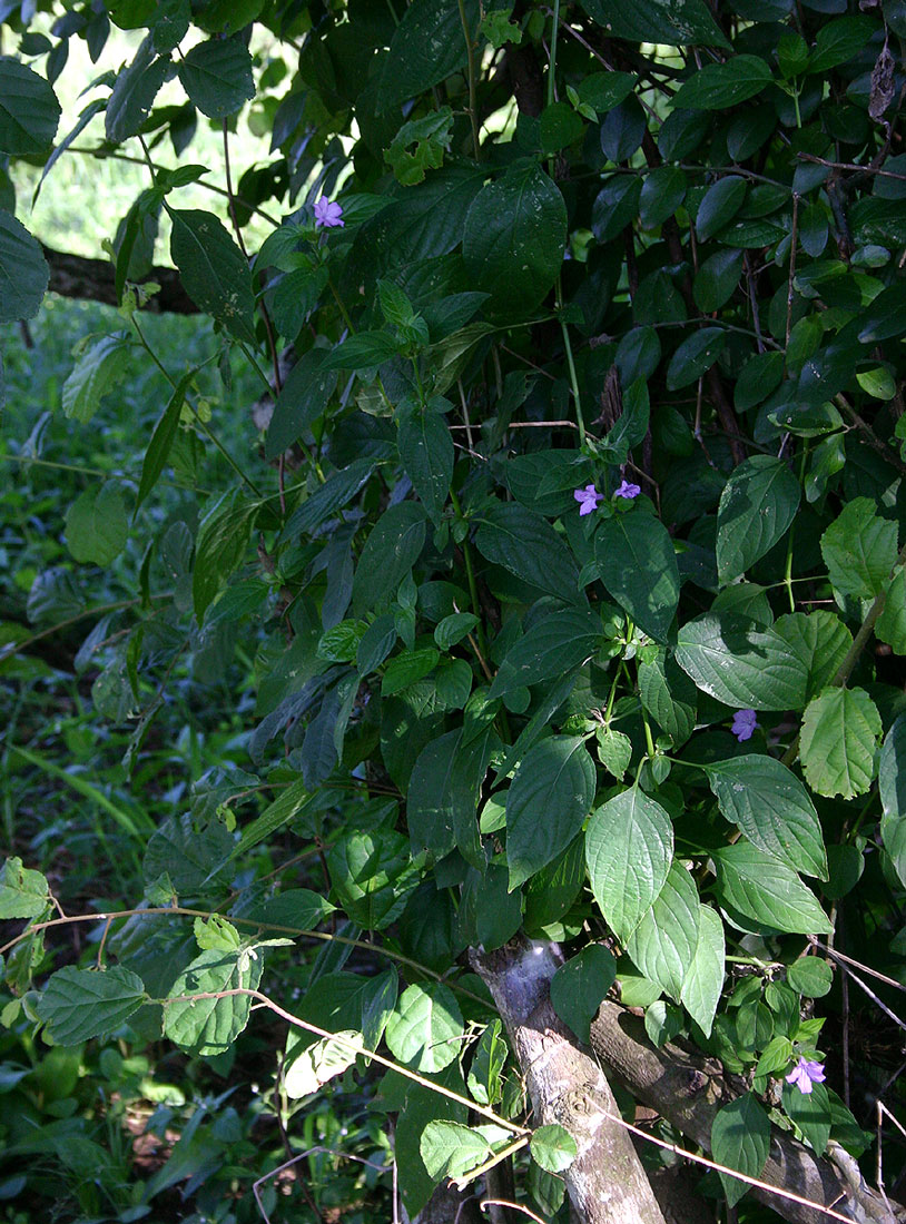 Ruellia prostrata Ruellia prostrata