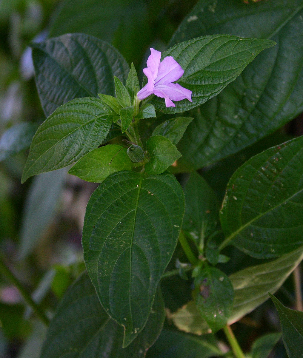 Ruellia prostrata Ruellia prostrata