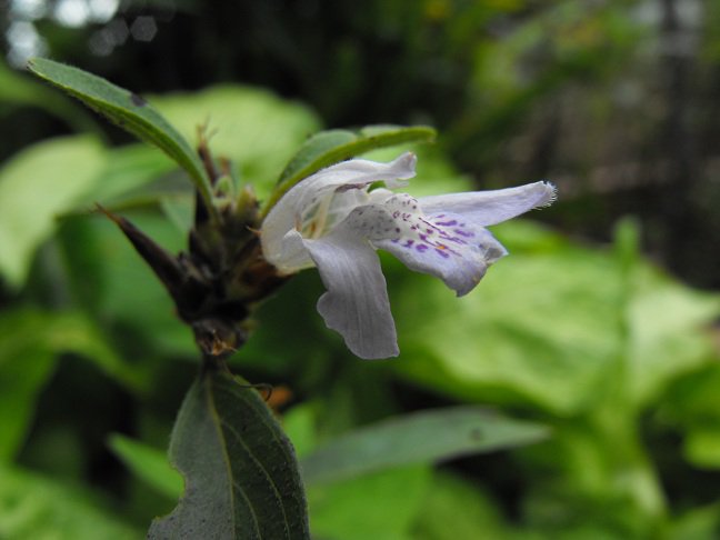 Lepidagathis nemorosa Lepidagathis nemorosa