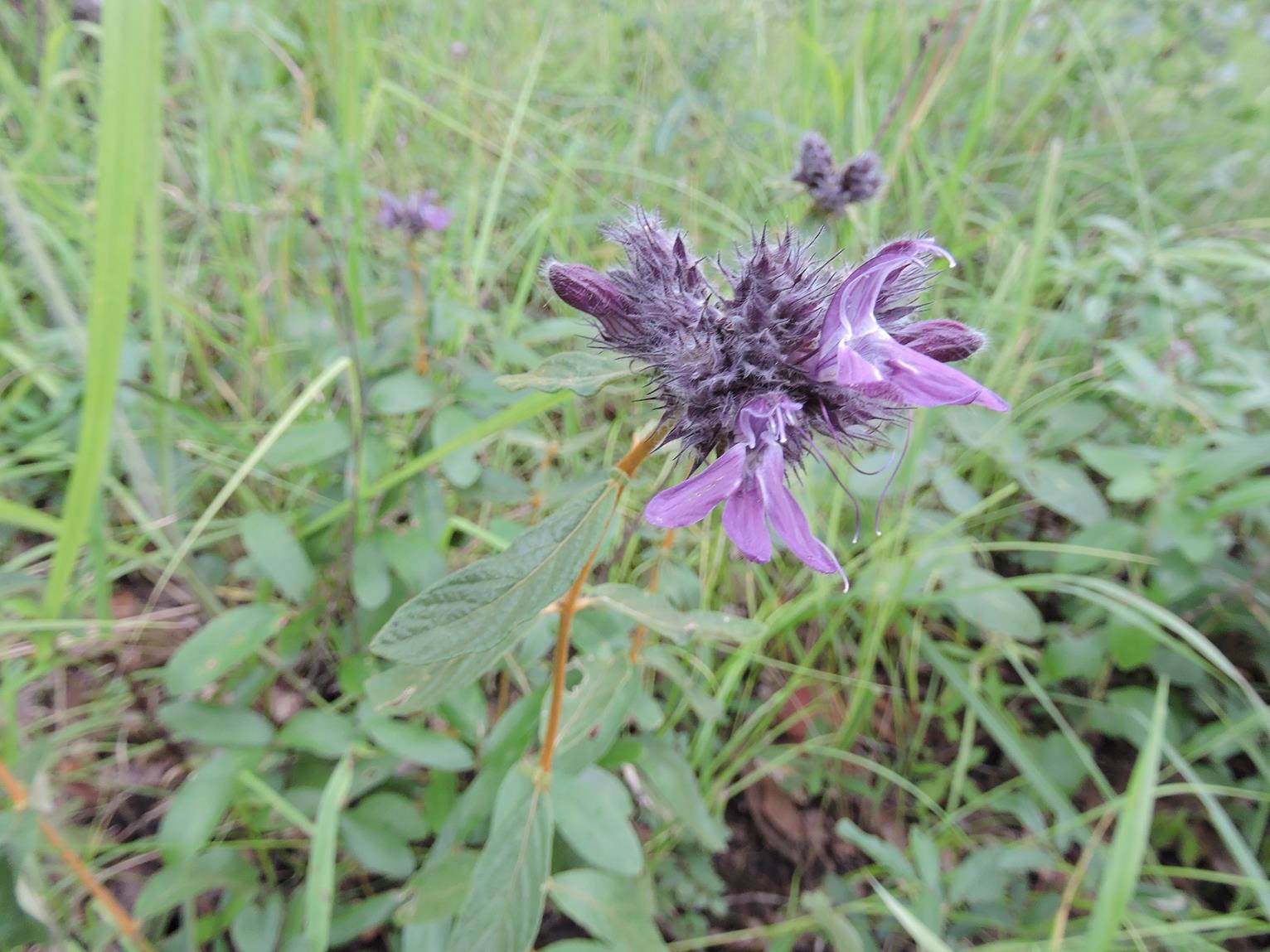 Lepidagathis scariosa Lepidagathis scariosa