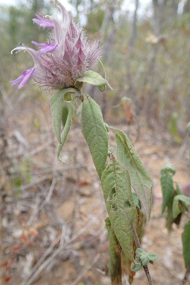 Lepidagathis scariosa Lepidagathis scariosa
