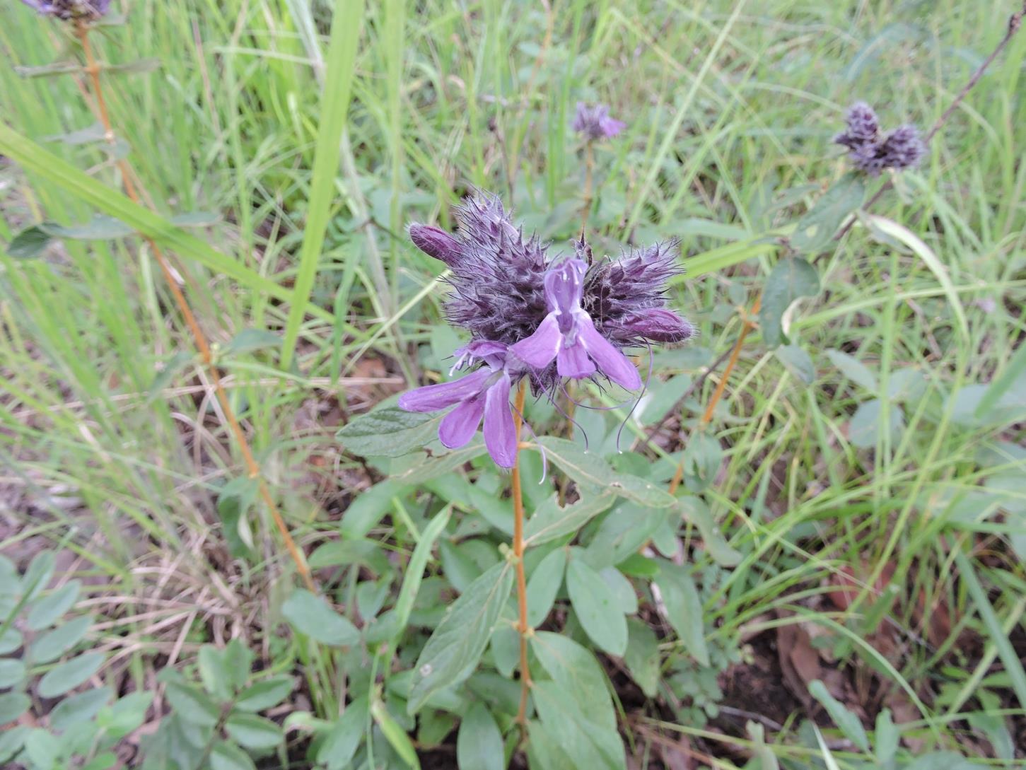Lepidagathis scariosa Lepidagathis scariosa