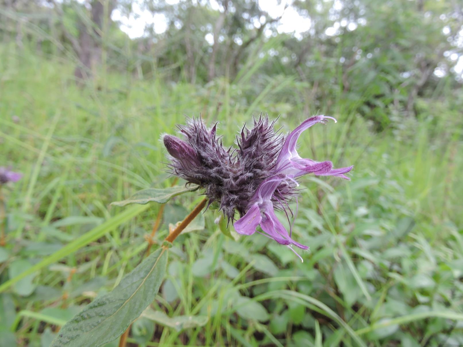Lepidagathis scariosa Lepidagathis scariosa
