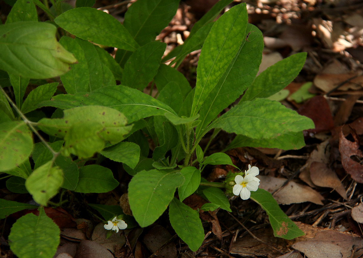 Crabbea velutina