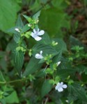 Barleria ventricosa