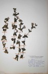 Barleria ventricosa