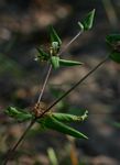 Blepharis maderaspatensis