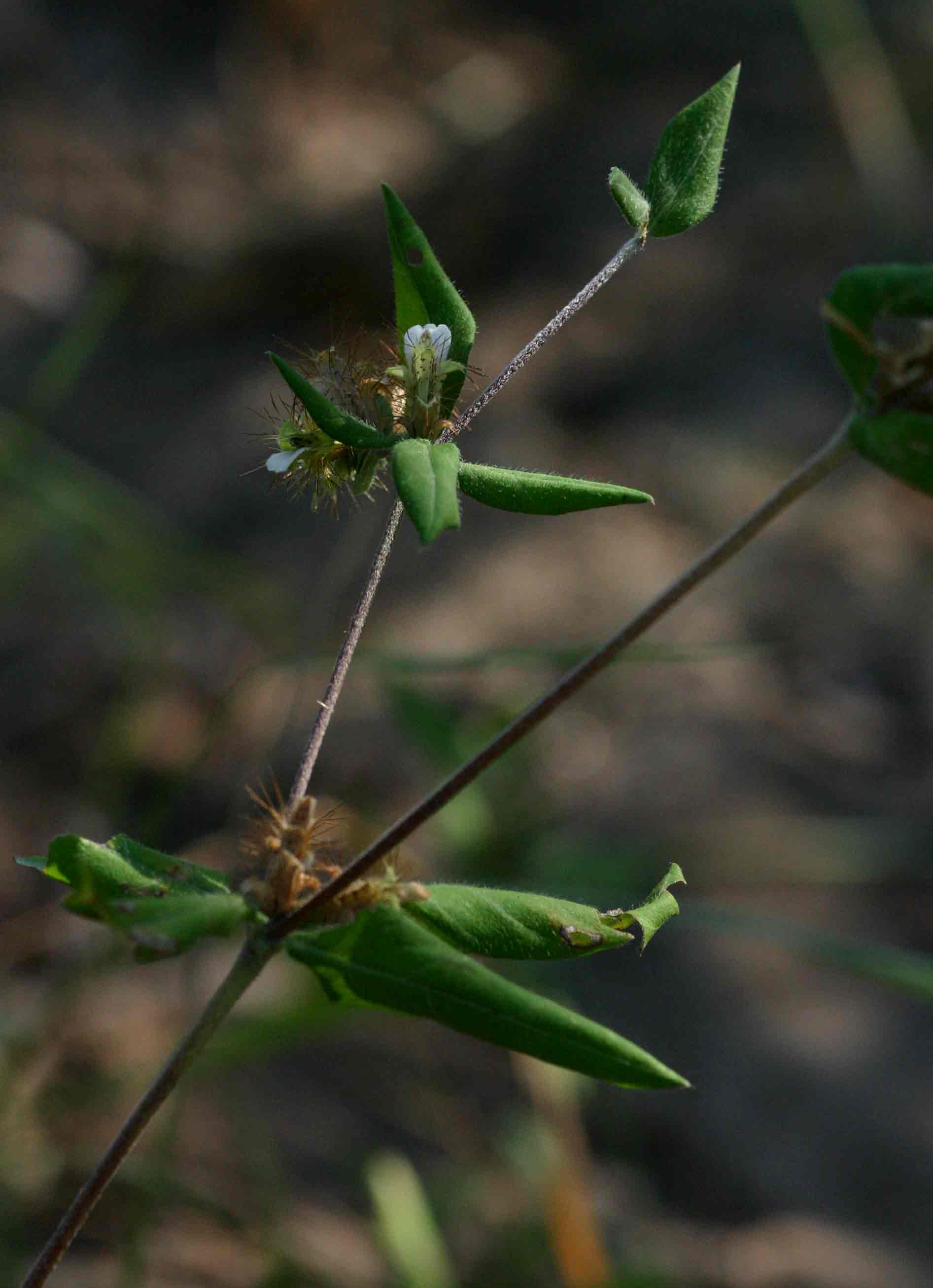 Blepharis maderaspatensis