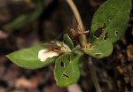 Blepharis maderaspatensis