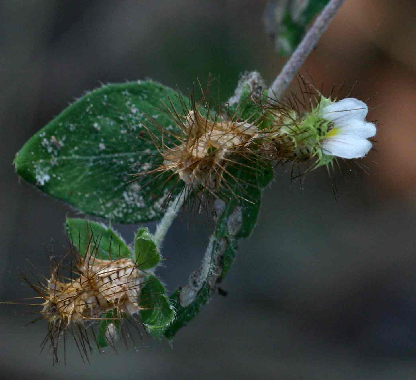 Blepharis maderaspatensis
