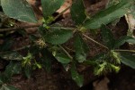Blepharis maderaspatensis