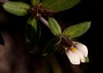 Blepharis maderaspatensis