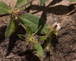 Blepharis maderaspatensis